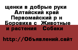 щенки в добрые руки - Алтайский край, Первомайский р-н, Боровиха с. Животные и растения » Собаки   